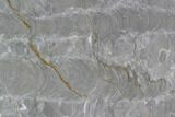 Polished Pre-Cambrian Stromatolite (Kussiella) Slab - Russia #91810-1